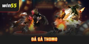 Đá gà Thomo