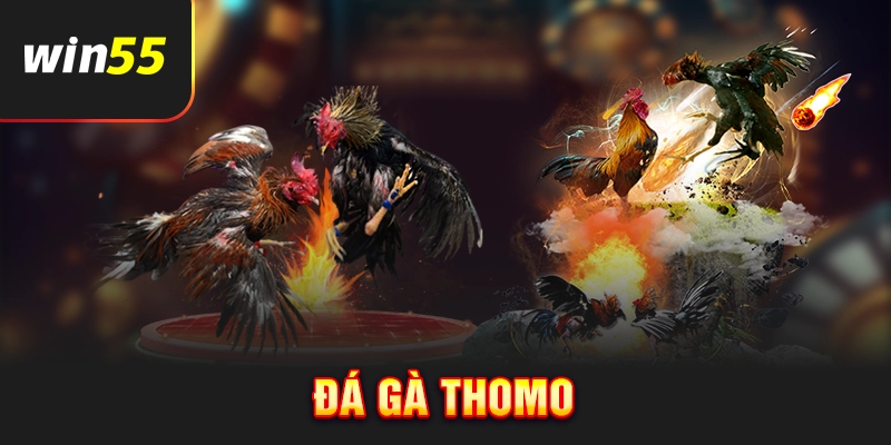 Đá gà Thomo